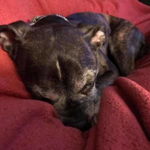 Meet your Posher, Betsy